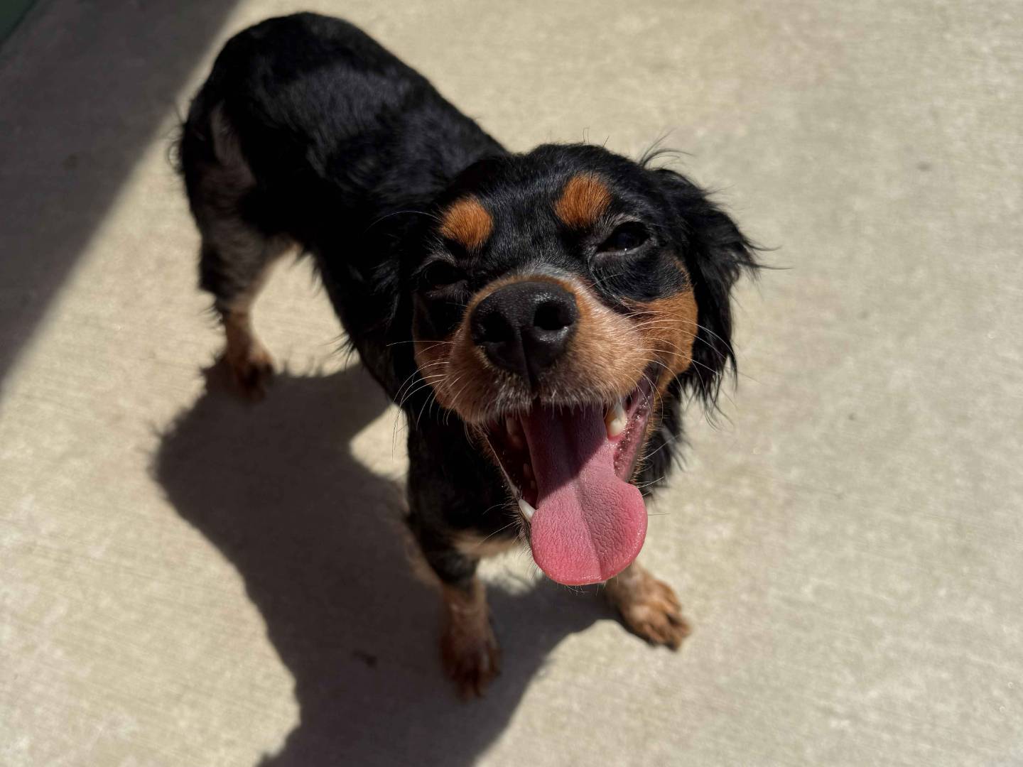 Adozione cane, femmina, Breton Razza sconosciuta, 1 anno e 5 mesi, taglia piccola, Milano