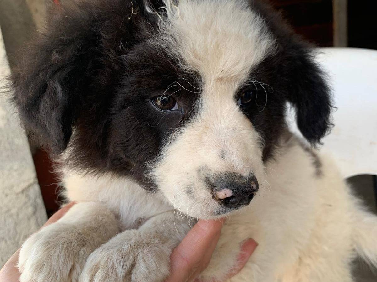 Vuoi adottare un cane a Catanzaro?