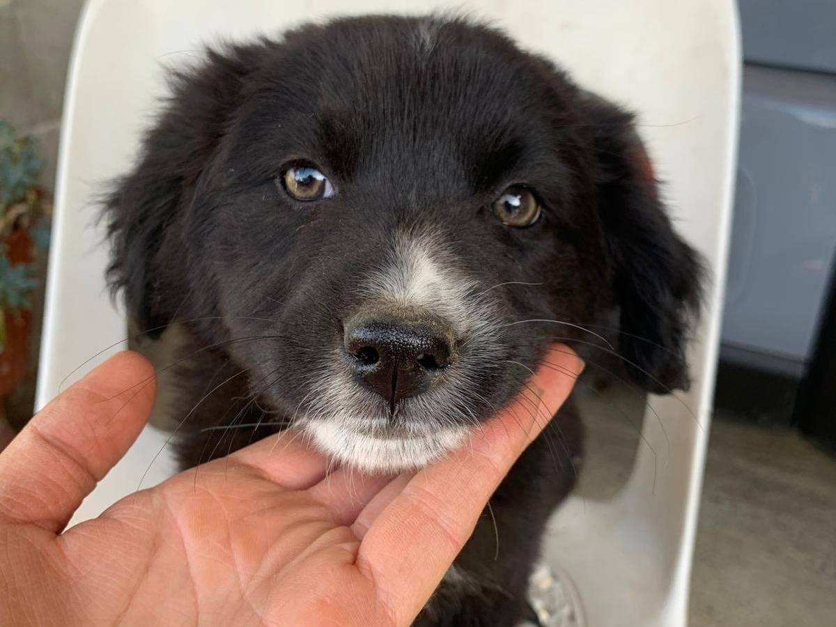 Adozione cane, femmina, Razza sconosciuta Razza sconosciuta, 2 mesi, taglia media, Catanzaro