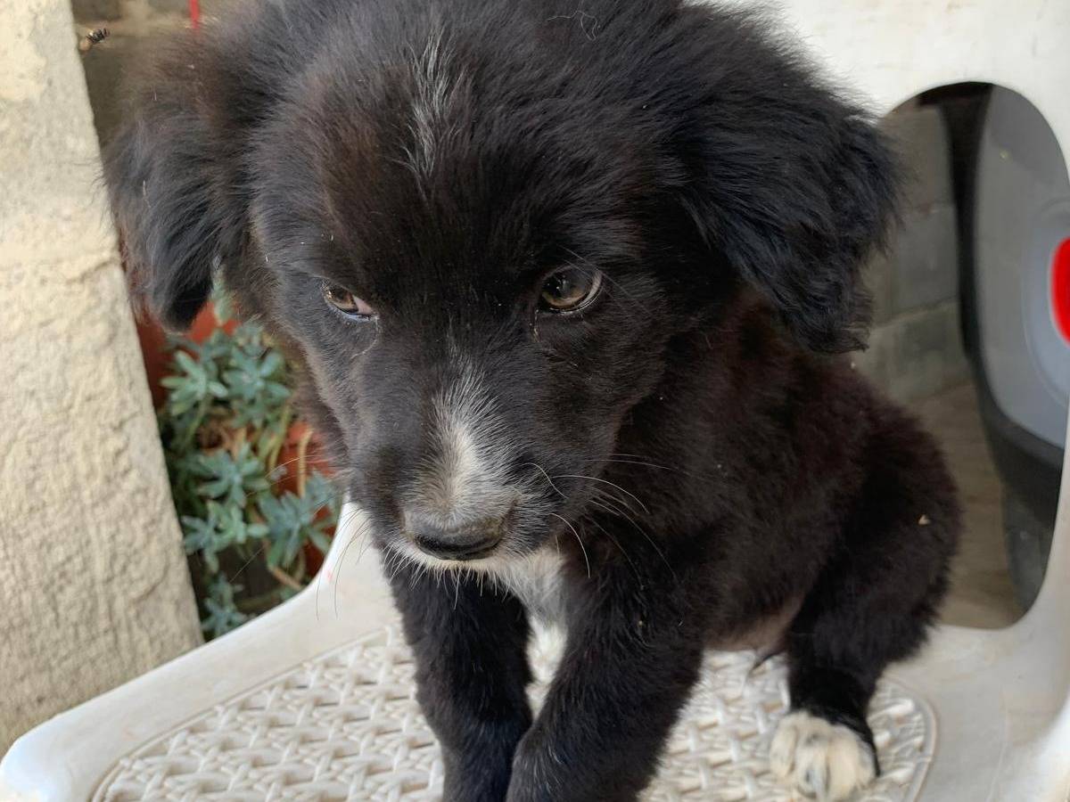 Adotta un cane, femmina, 2 mesi, Catanzaro