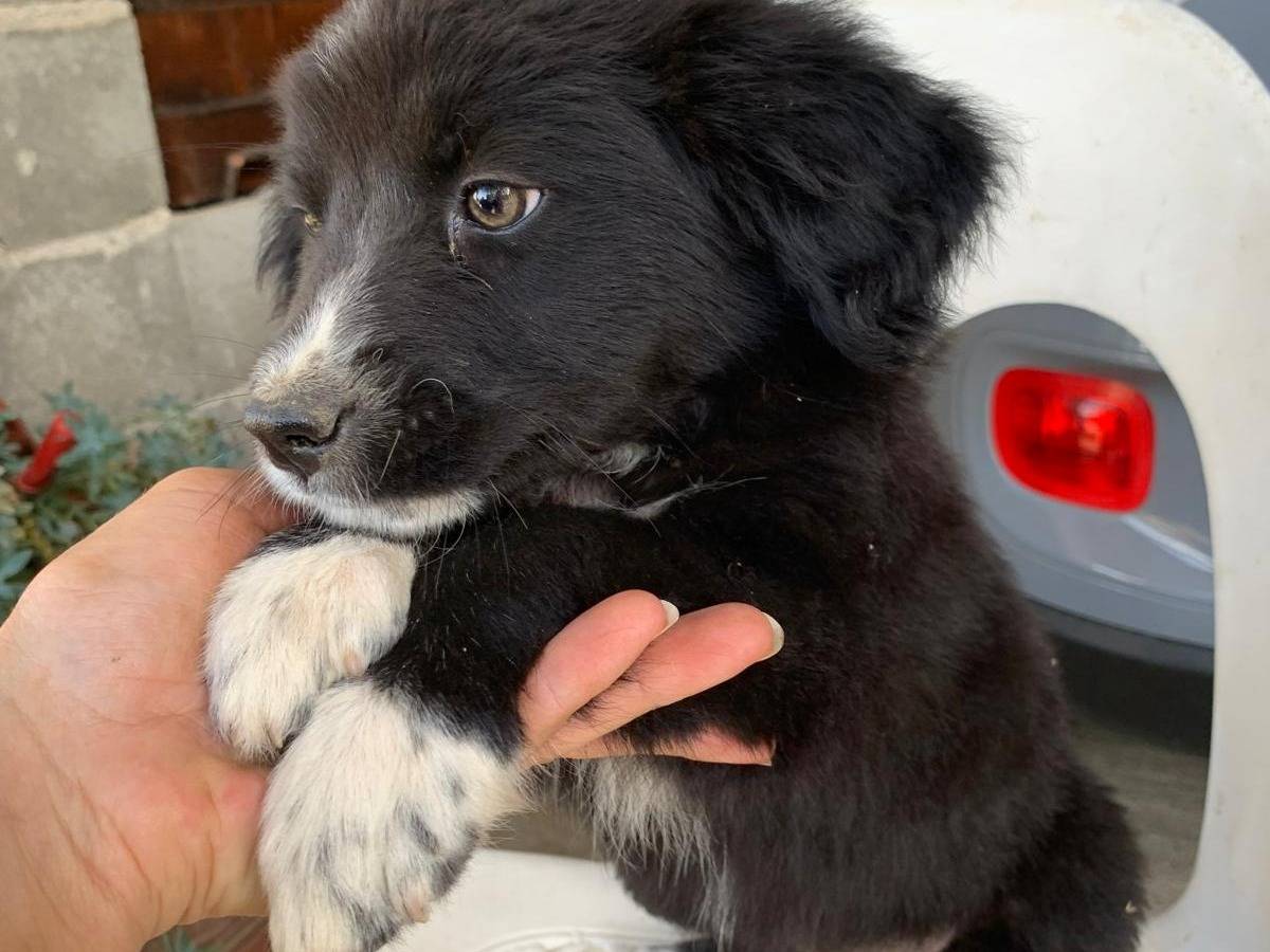 Adotta un cane, taglia media, femmina, Catanzaro