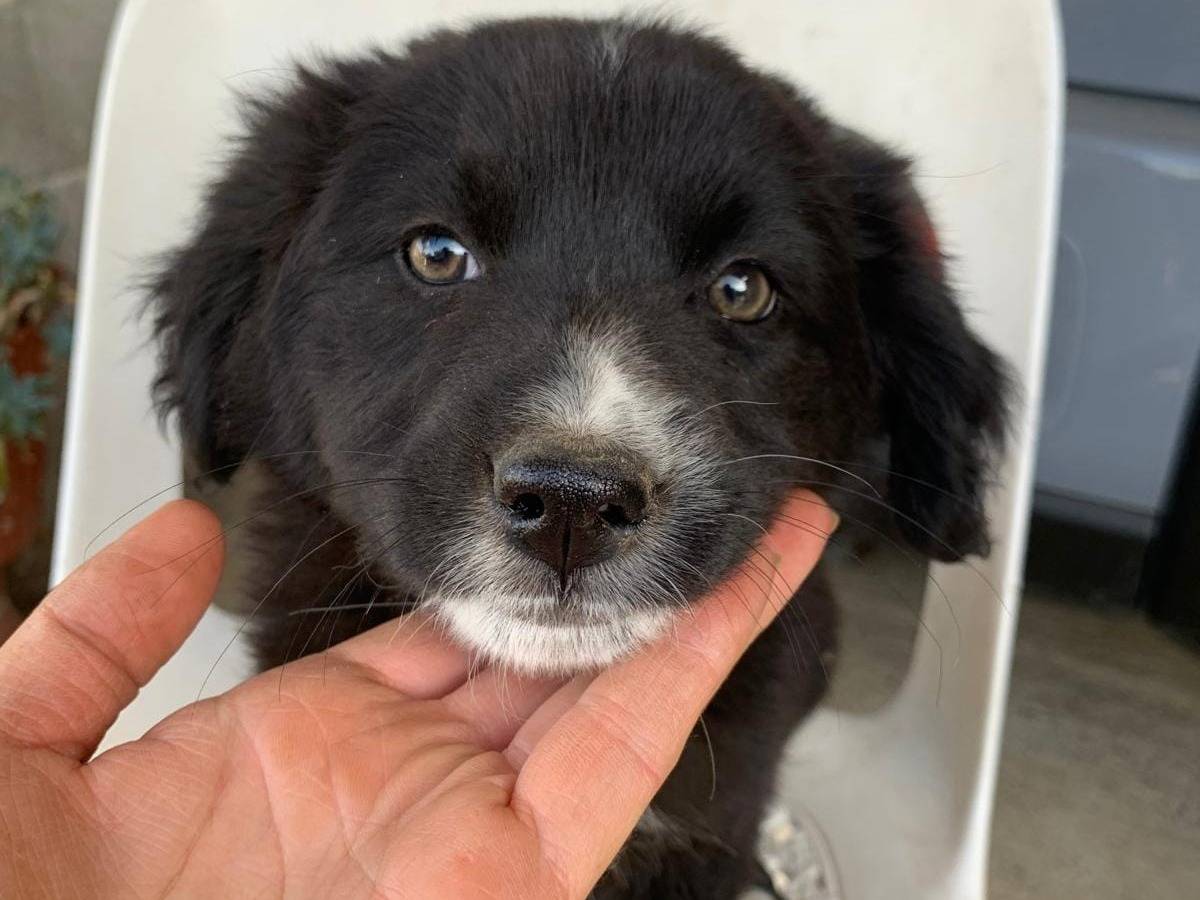 Vuoi adottare un cane a Catanzaro?