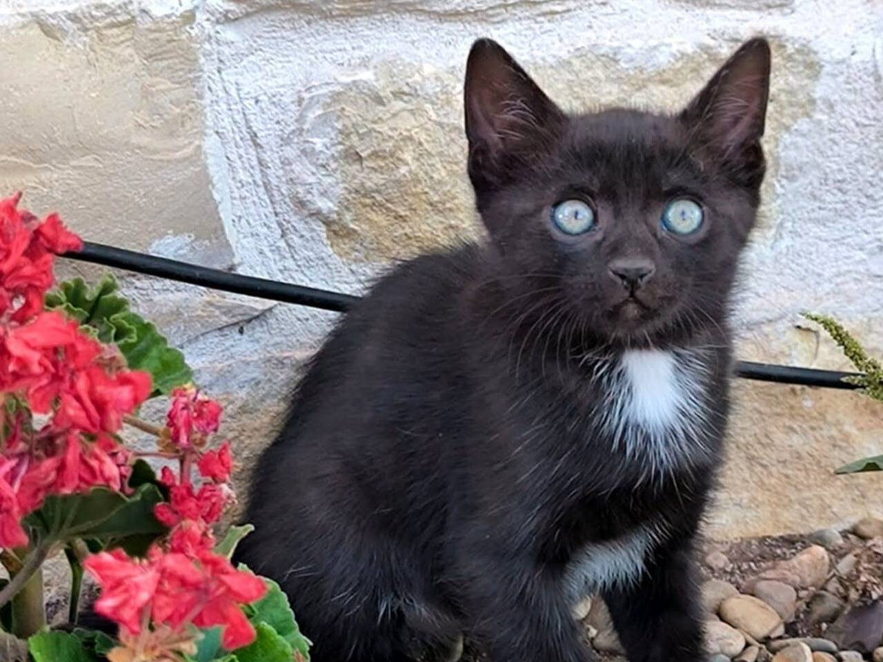 Adozione gatto, maschio, Razza sconosciuta Razza sconosciuta, 2 mesi, taglia non valida, Bari