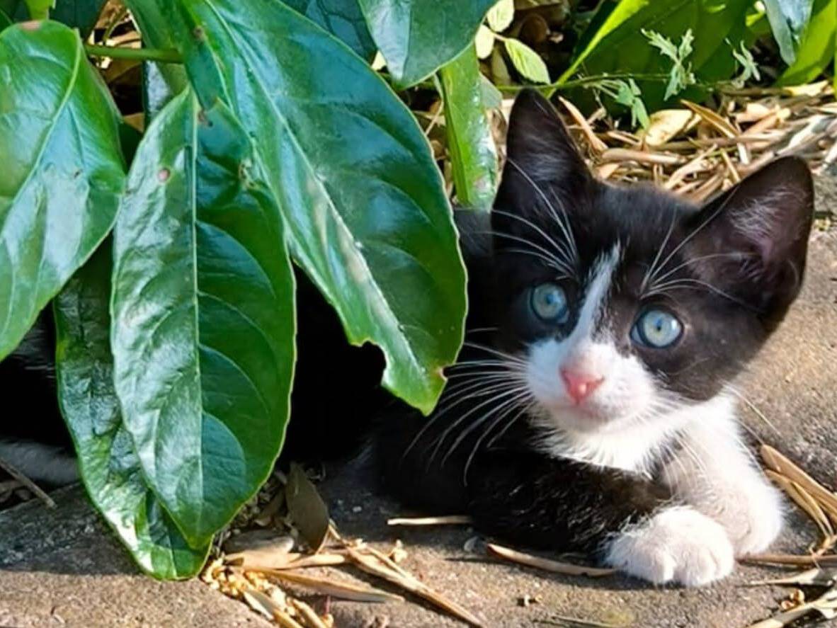 Adozione gatto, maschio, Razza sconosciuta Razza sconosciuta, 2 mesi, taglia non valida, Bari