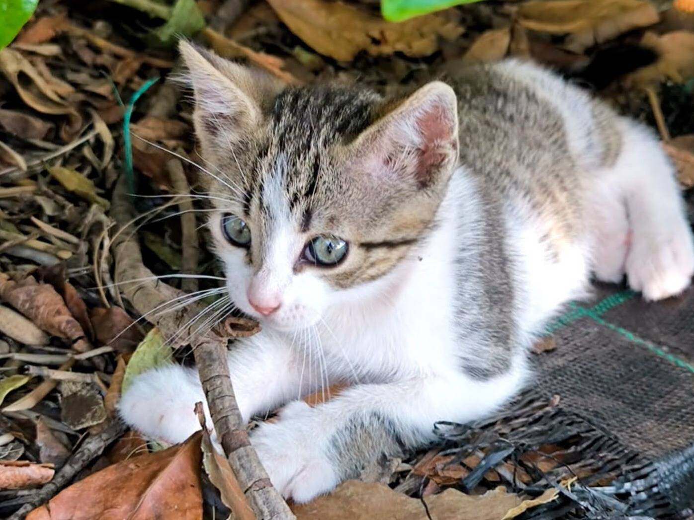 Adozione gatto, maschio, Razza sconosciuta Razza sconosciuta, 2 mesi, taglia non valida, Bari