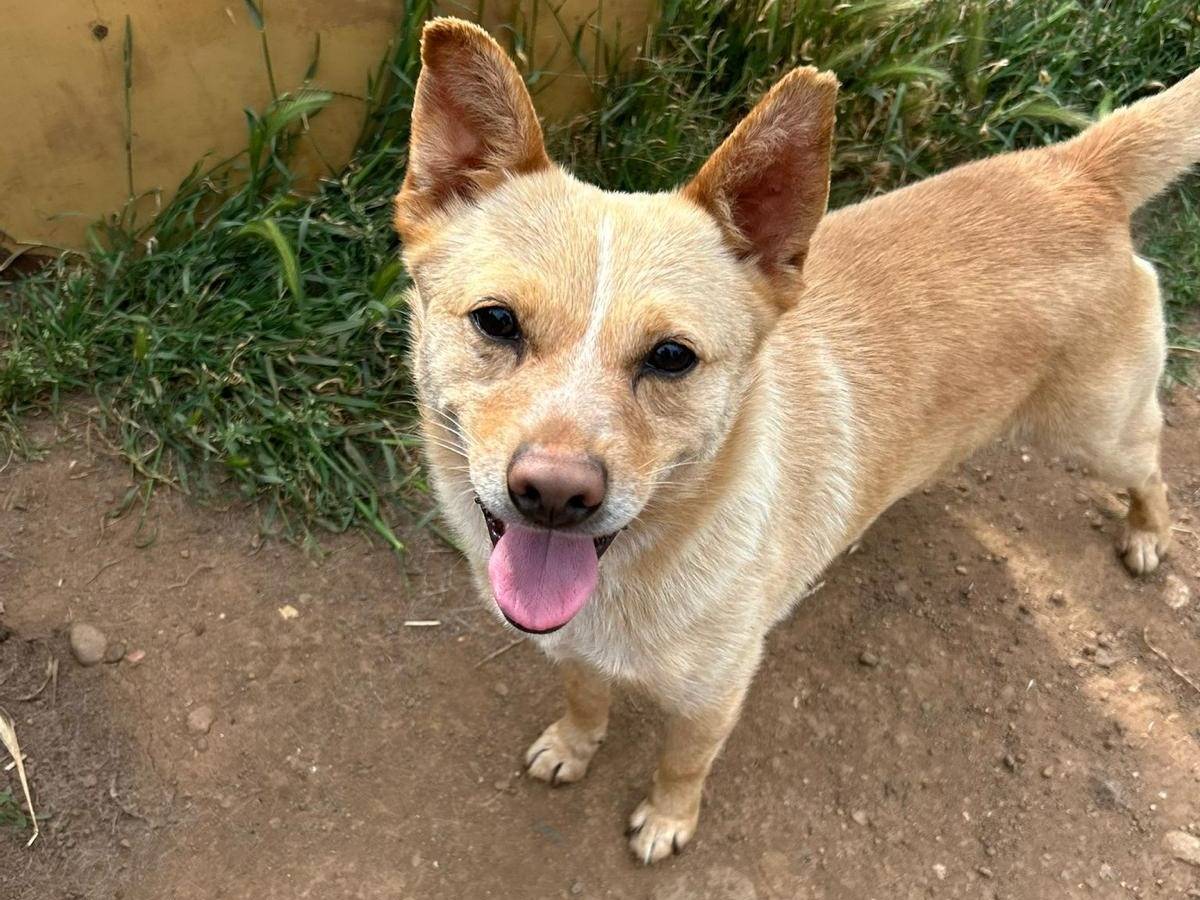 Adozione cane, maschio, Razza sconosciuta Razza sconosciuta, 3 anni, taglia piccola, Catanzaro