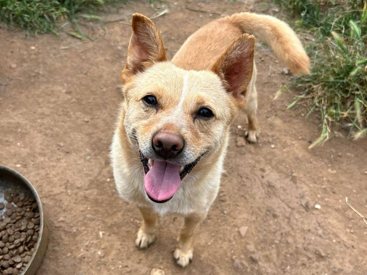 Adotta un cane, maschio, 3 anni, Catanzaro