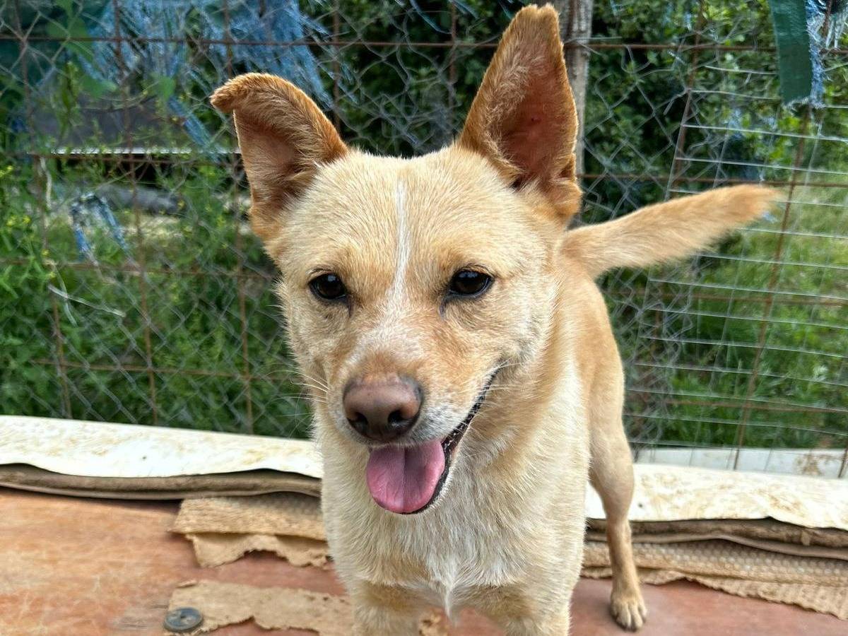 Adotta un cane, taglia piccola, maschio, Catanzaro