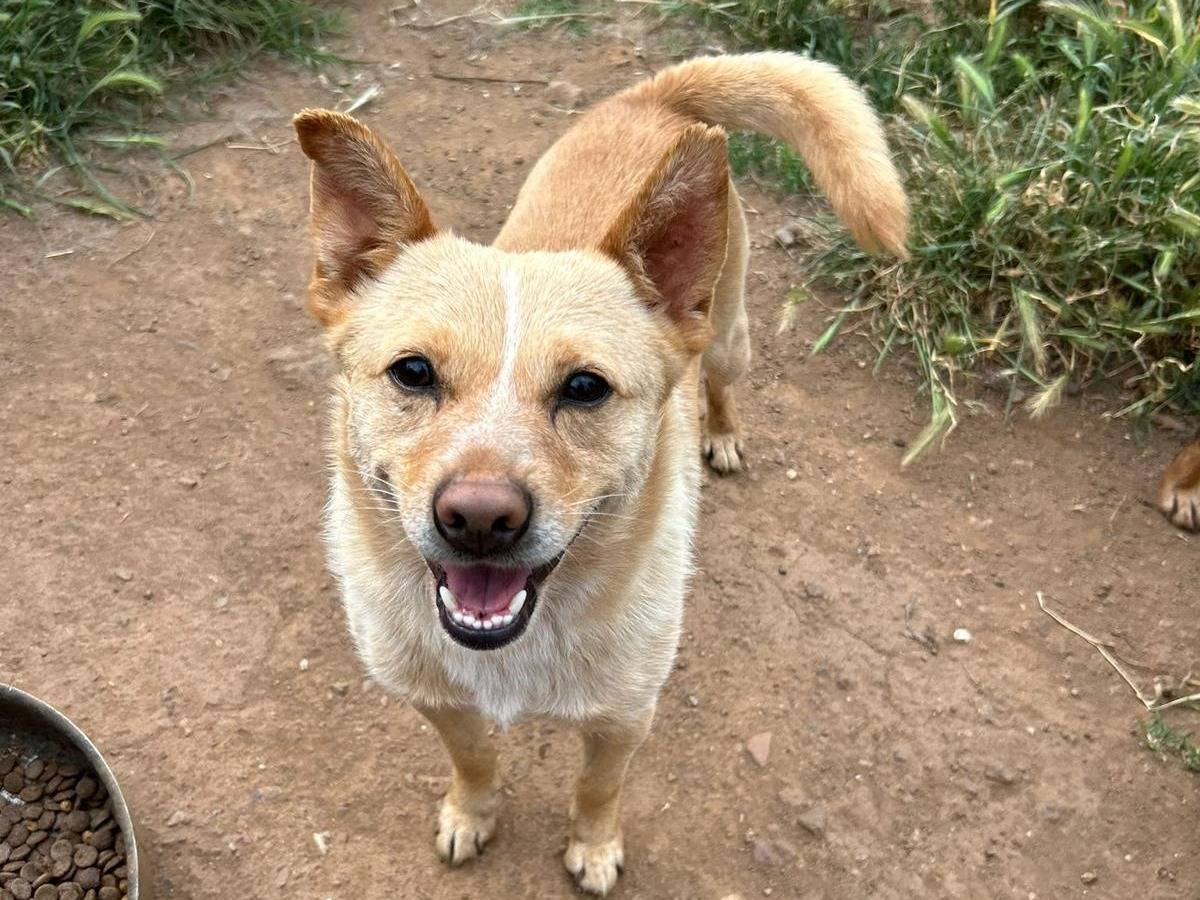 Vuoi adottare un cane a Catanzaro?