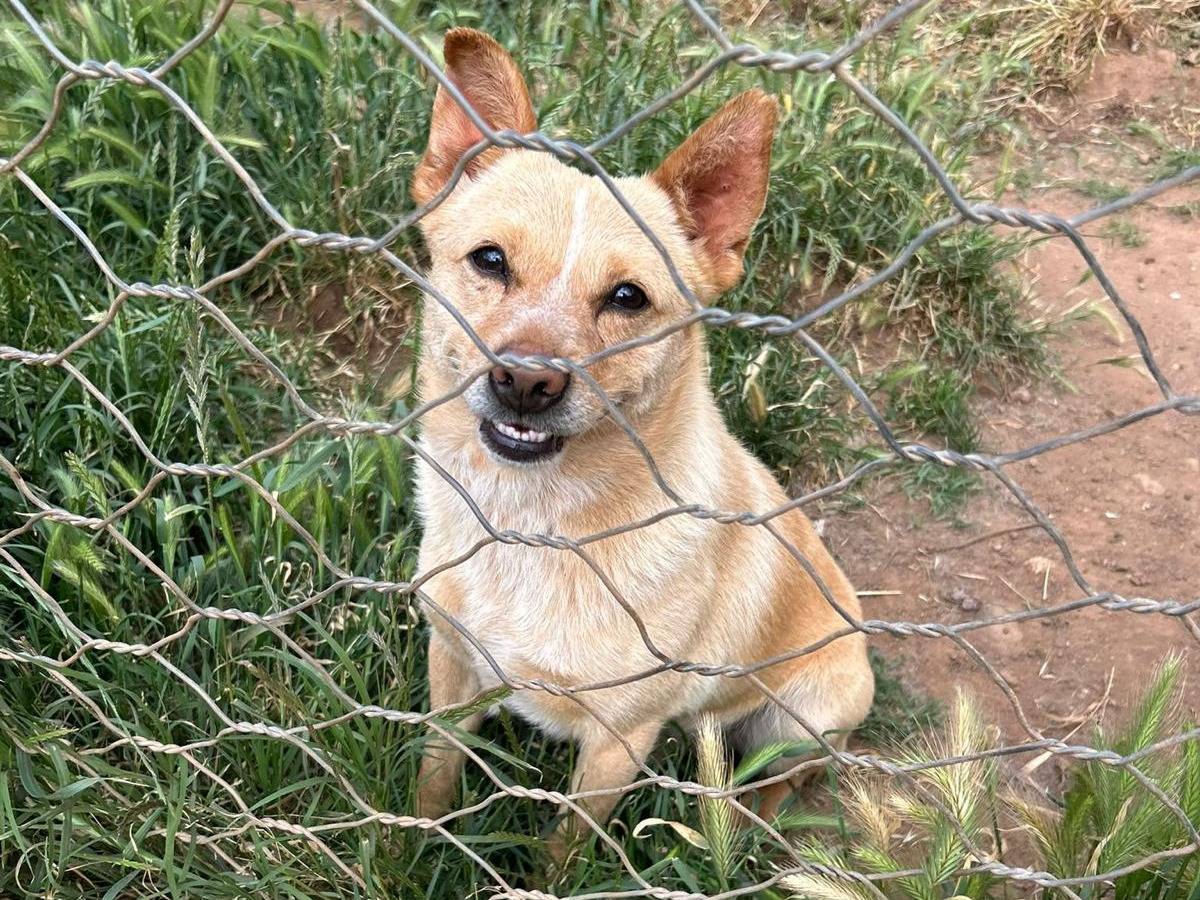 Adotta il cane RINGO a Catanzaro