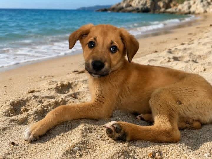 Adotta un cane, femmina, 1 mese, Siracusa