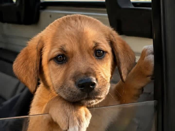 Adotta il cane Cannella  a Siracusa