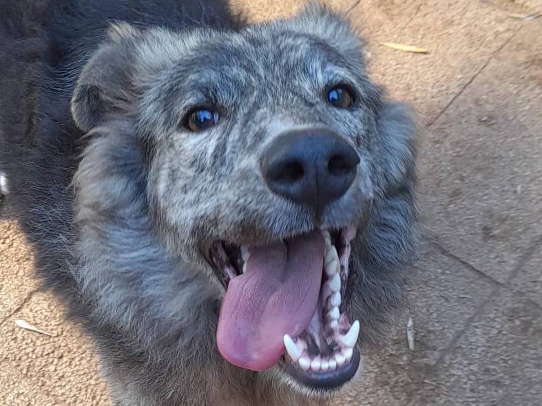 Adotta un cane, maschio, 11 mesi, Palermo