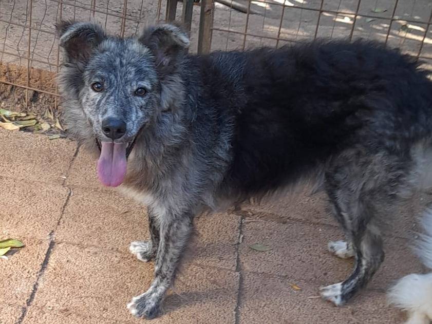 Adotta un cane, taglia media contenuta, maschio, Palermo