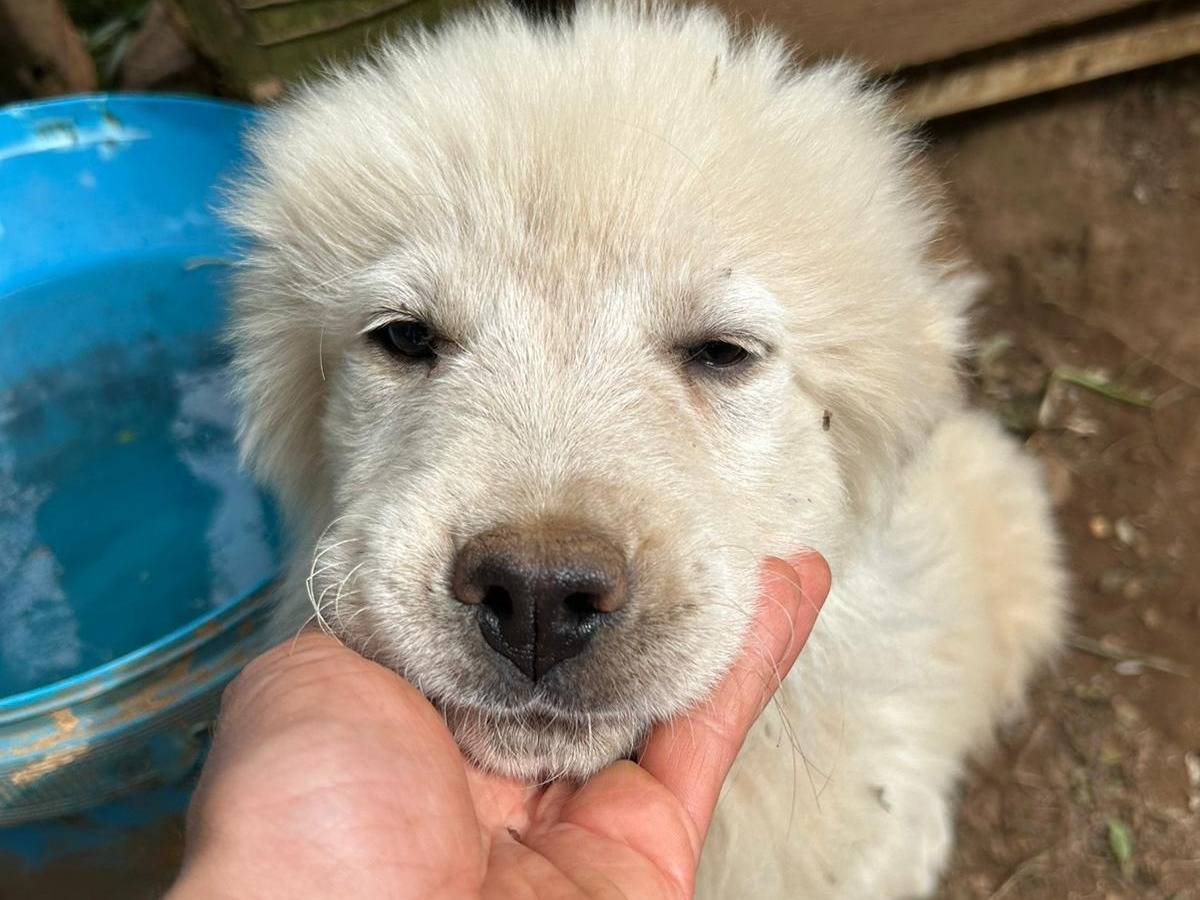 Adotta il cane EDEN a Catanzaro