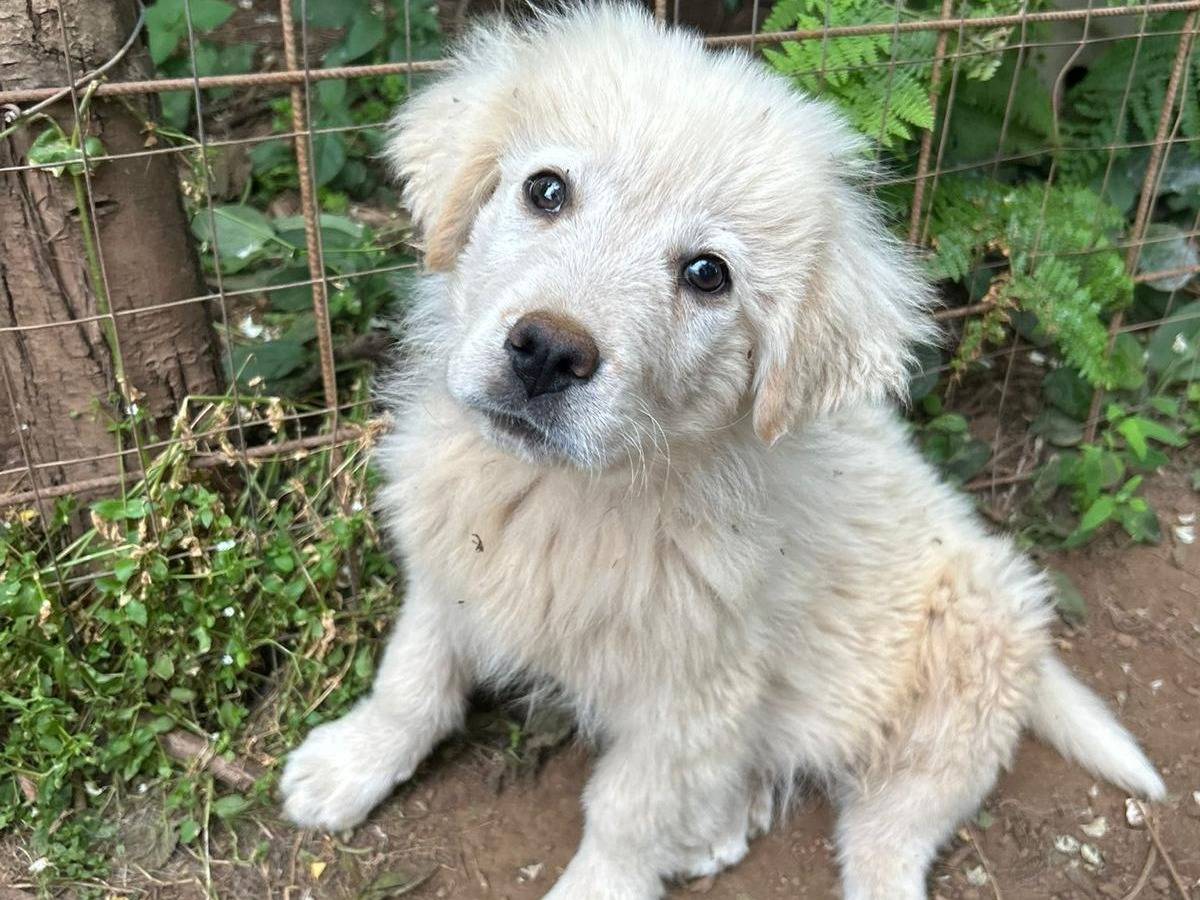 Adotta un cane, maschio, 2 mesi, Catanzaro