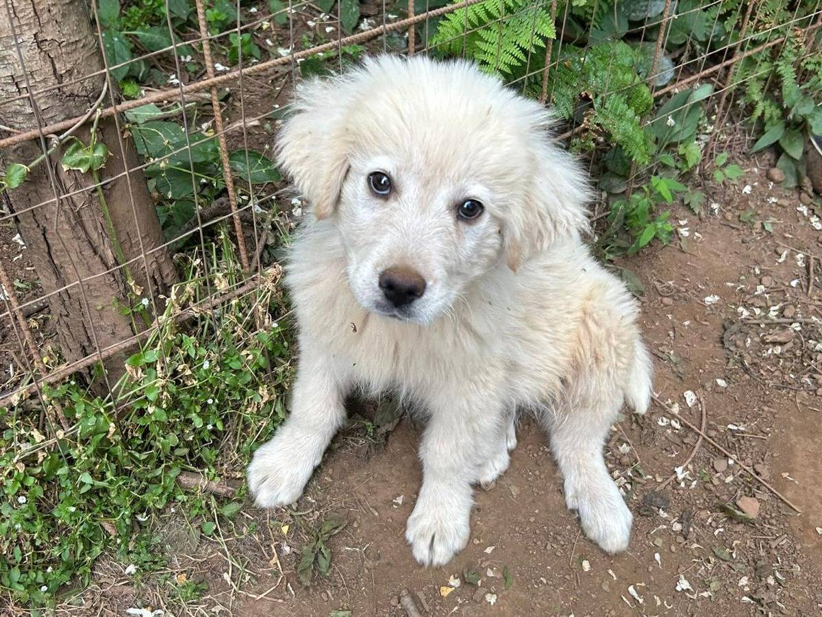 Adozione cane, maschio, Razza sconosciuta Razza sconosciuta, 2 mesi, taglia media, Catanzaro