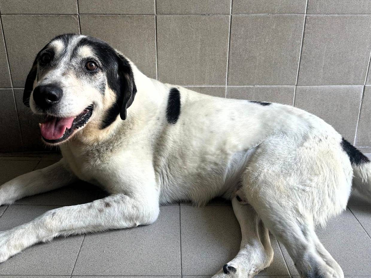 Adozione cane, maschio, Razza sconosciuta Razza sconosciuta, 14 anni e 5 mesi, taglia media, Milano