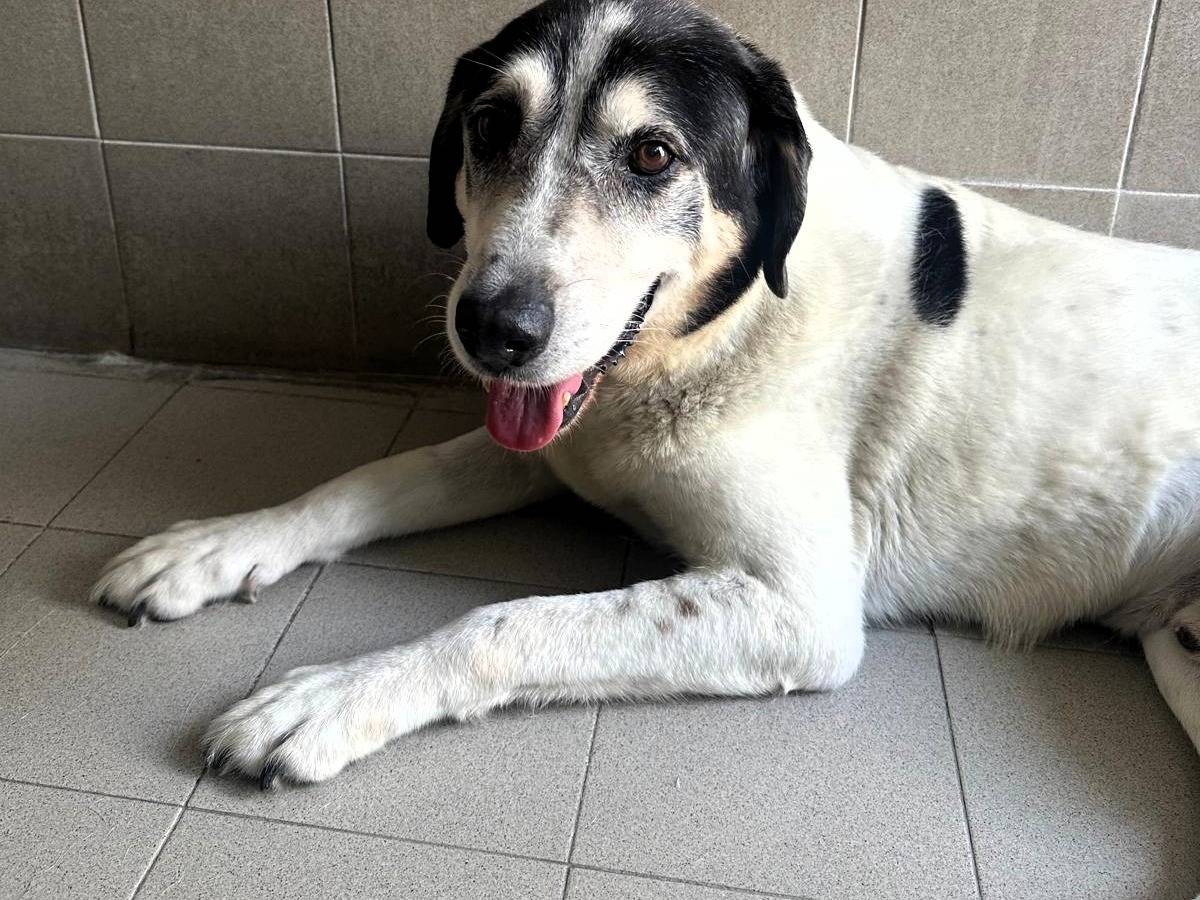 Adotta un cane, maschio, 14 anni e 5 mesi, Milano