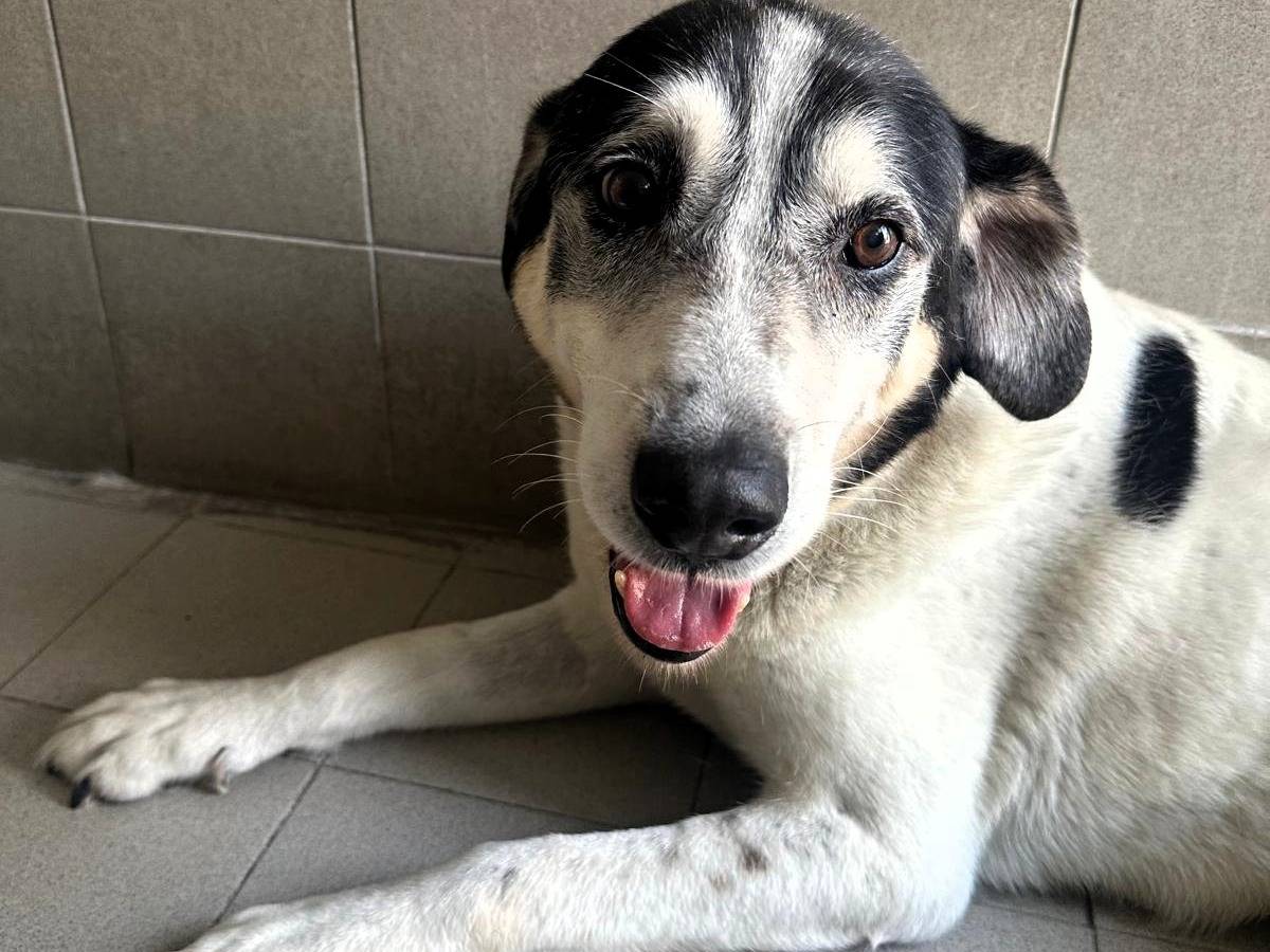 Adotta un cane, taglia media, maschio, Milano