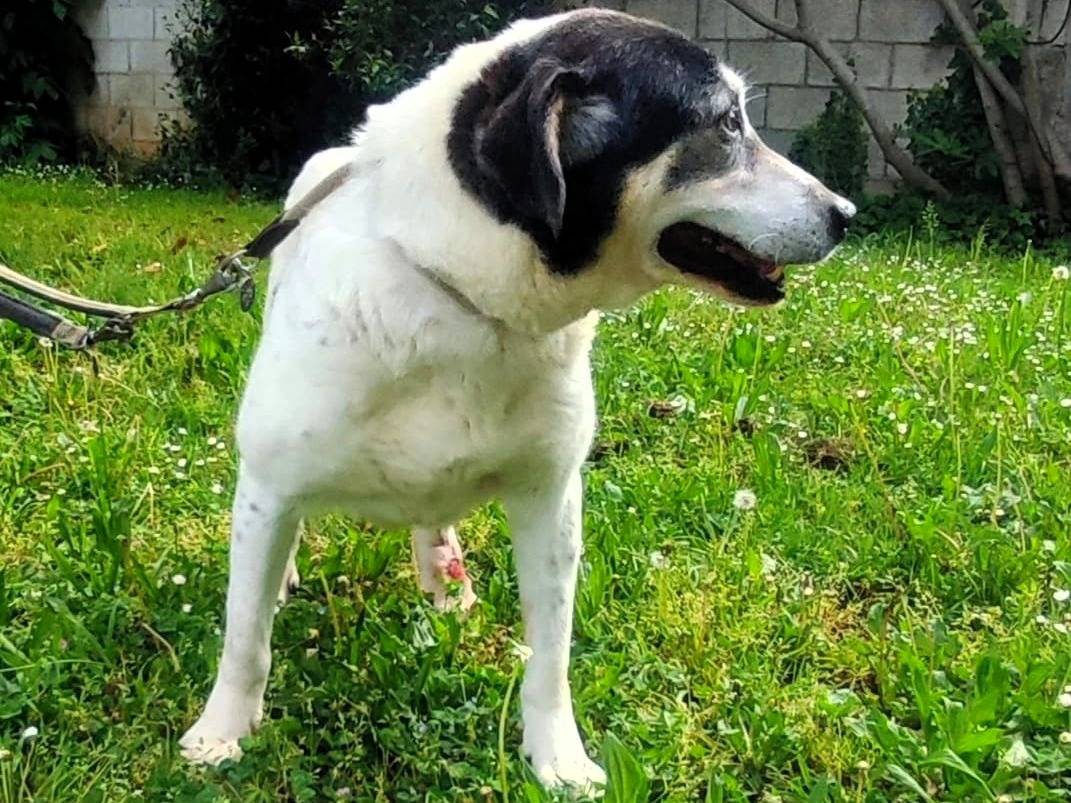 Adotta il cane VALERIO a Milano