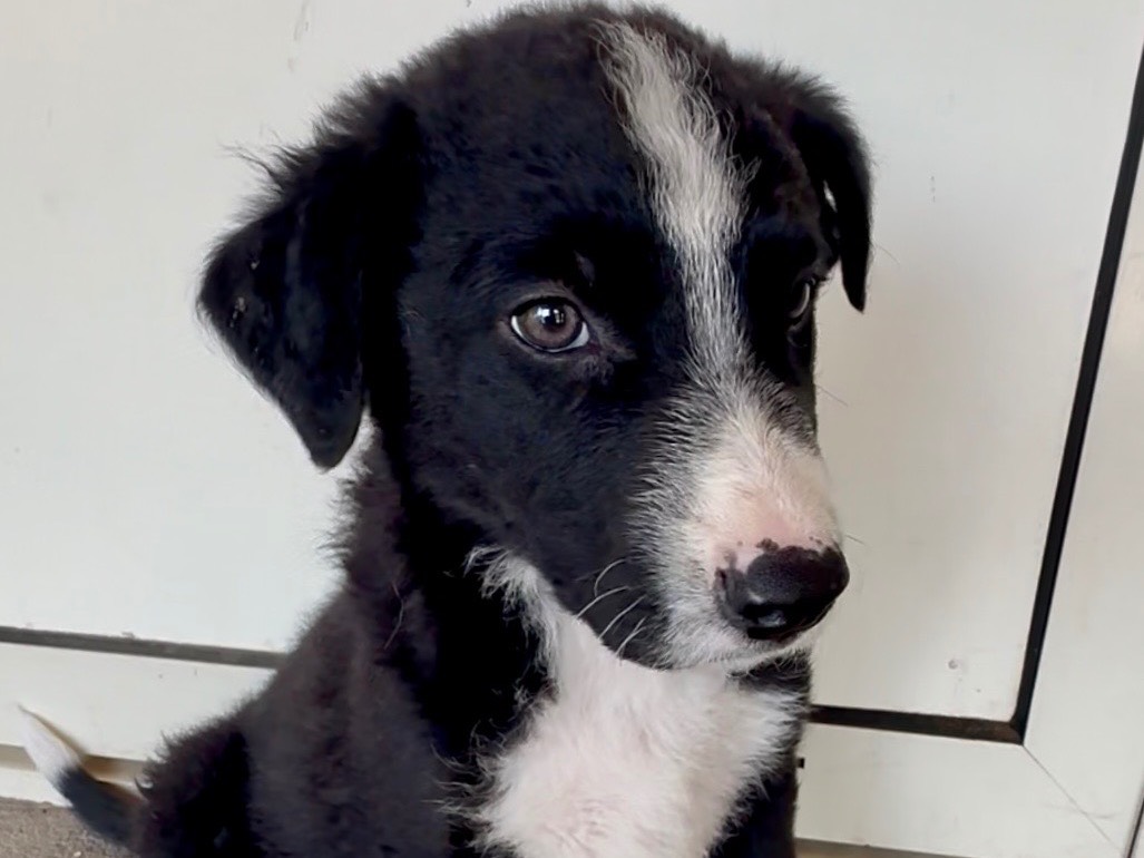 Adotta un cane, maschio, 1 mese, Milano