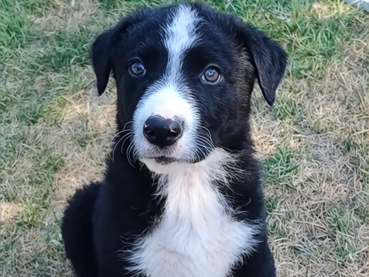 Adozione cane, maschio, Border Collie Razza sconosciuta, 1 mese, taglia media, Milano