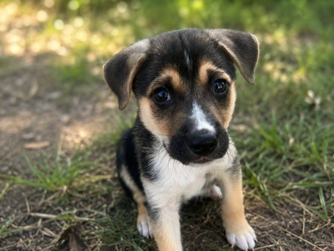 Adotta un cane, taglia media, maschio, Siracusa