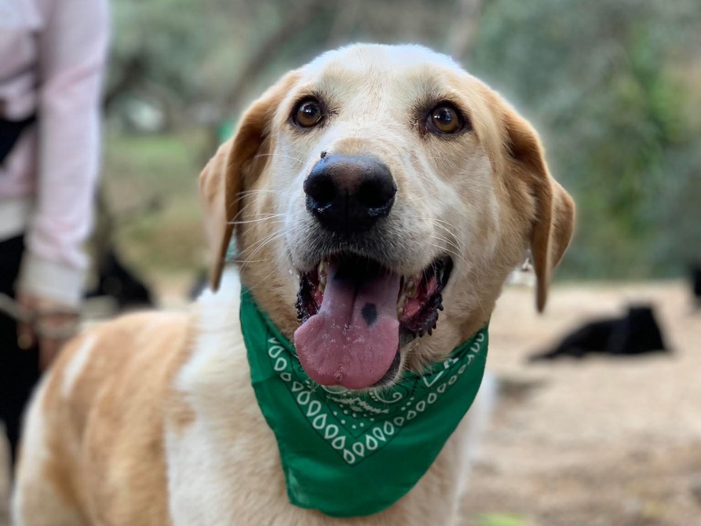 Adozione cane, maschio, Razza sconosciuta Razza sconosciuta, 8 anni e 4 mesi, taglia grande, Latina