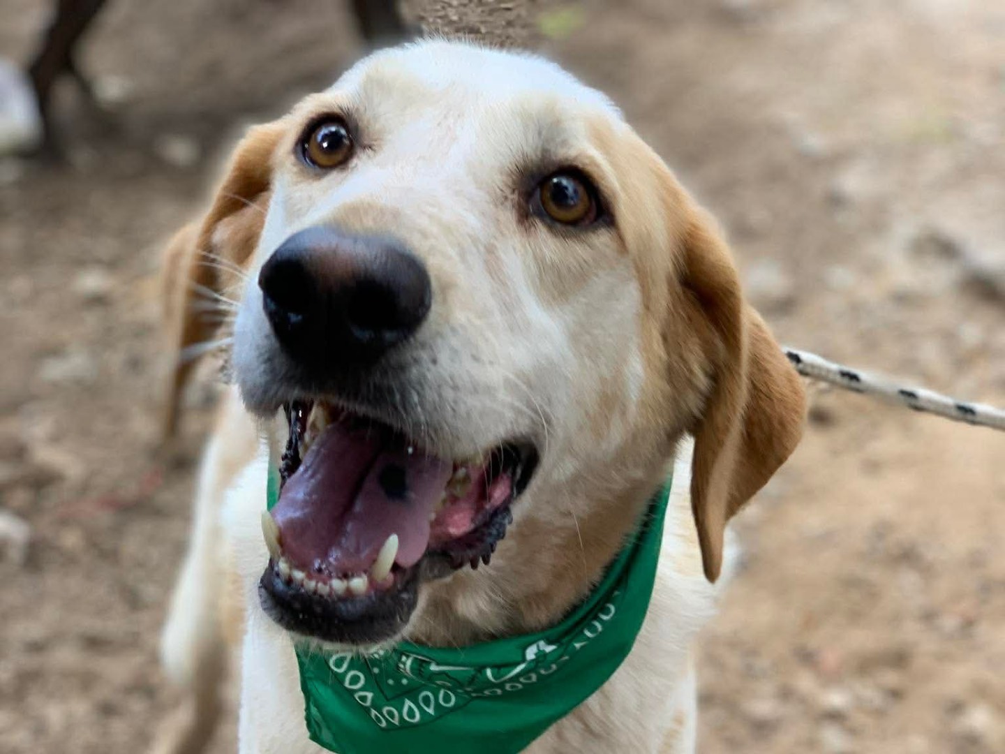 Adotta un cane, maschio, 8 anni e 4 mesi, Latina
