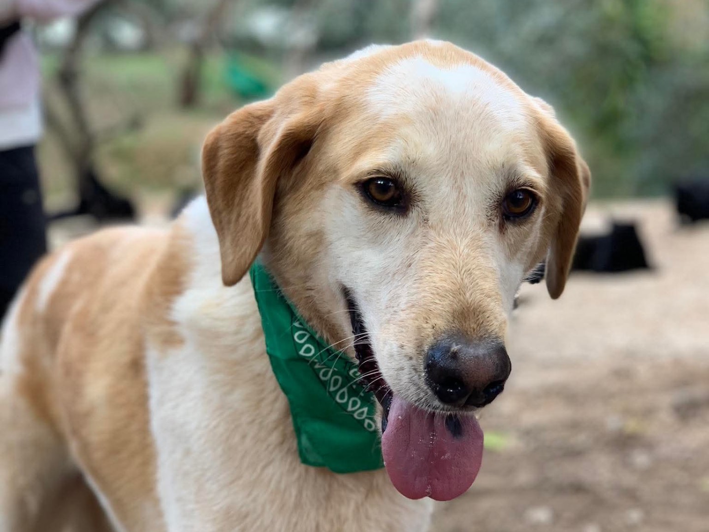 Adotta un cane, taglia grande, maschio, Latina