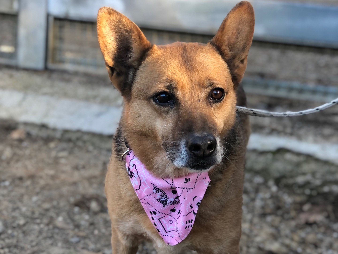 Adozione cane, femmina, Razza sconosciuta Razza sconosciuta, 12 anni e 10 mesi, taglia media contenuta, Latina