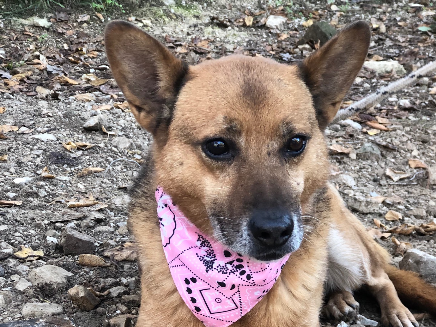 Adotta un cane, femmina, 12 anni e 10 mesi, Latina