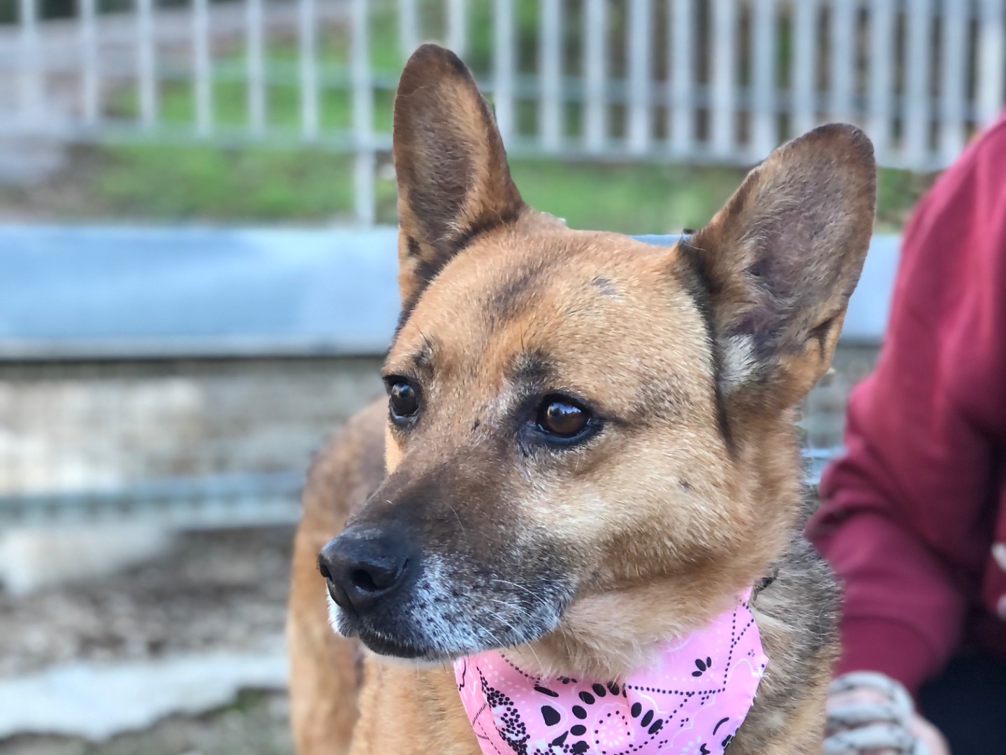 Adotta un cane, taglia media contenuta, femmina, Latina