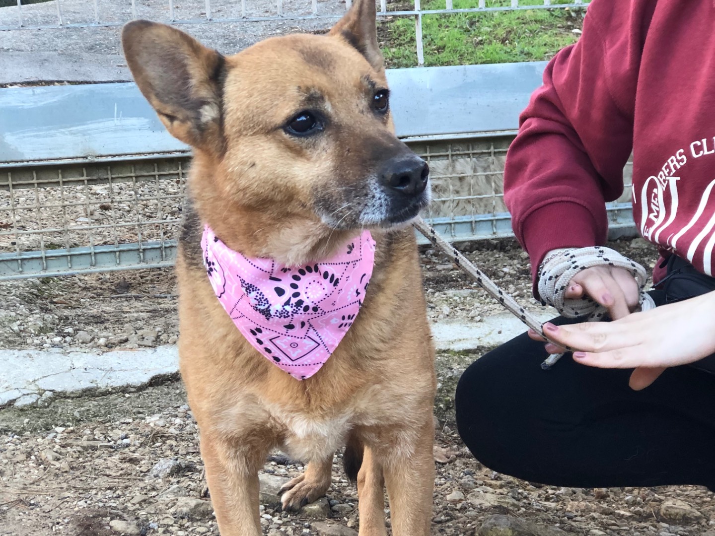 Adotta il cane Nanà a Latina