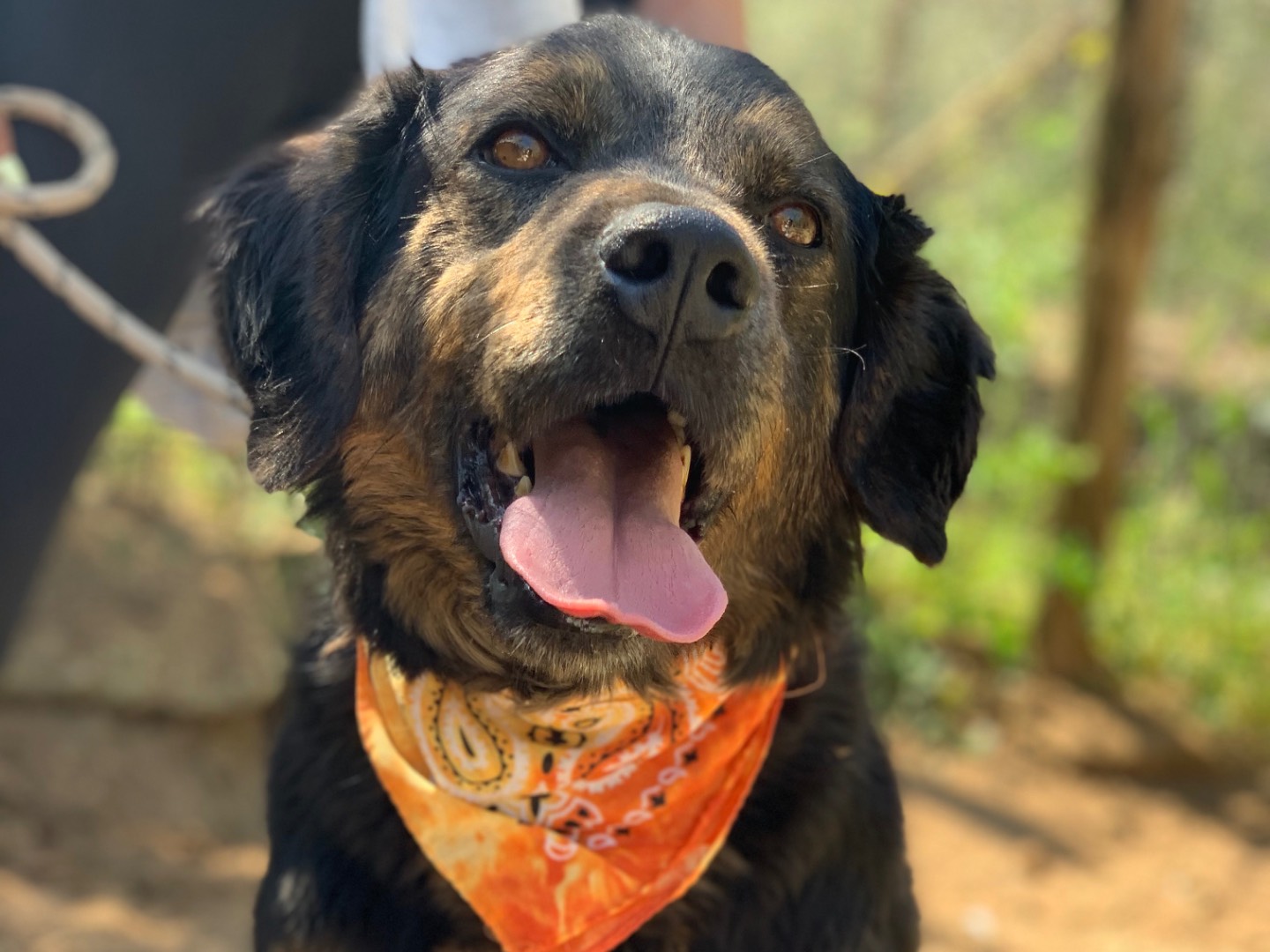 Adozione cane, maschio, Razza sconosciuta Razza sconosciuta, 4 anni e 7 mesi, taglia media, Latina