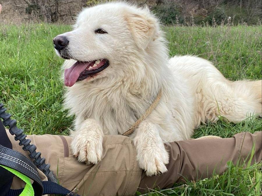 Adotta un cane, maschio, 2 anni, Bologna
