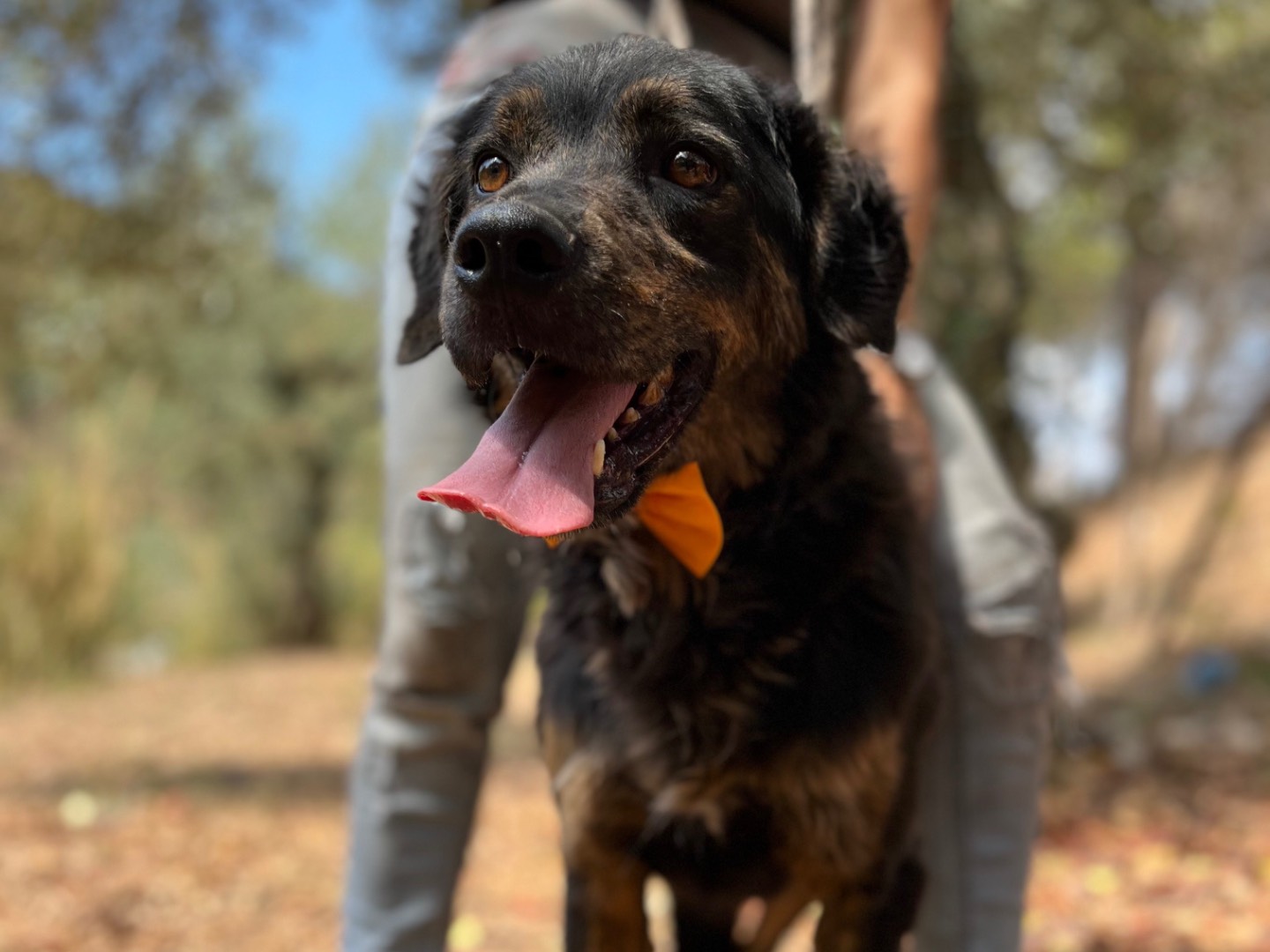Adotta un cane, maschio, 4 anni e 7 mesi, Latina