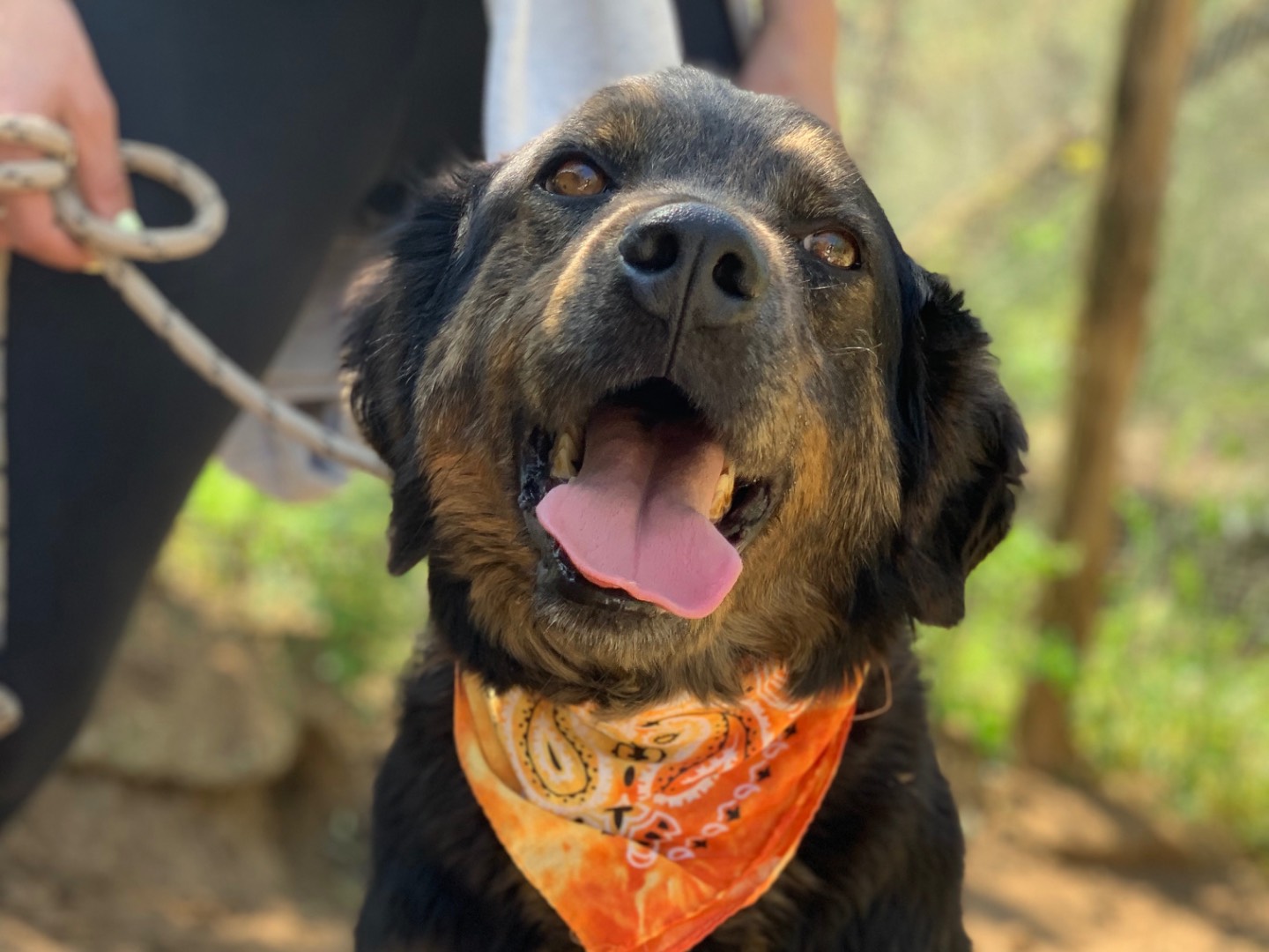 Adotta un cane, taglia media, maschio, Latina