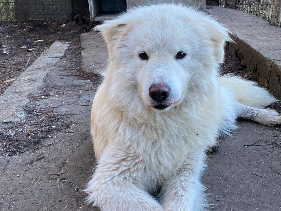 Vuoi adottare un cane a Bologna?