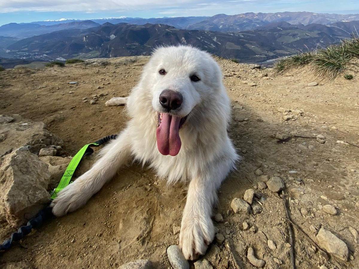 Adotta il cane DAVIS a Bologna