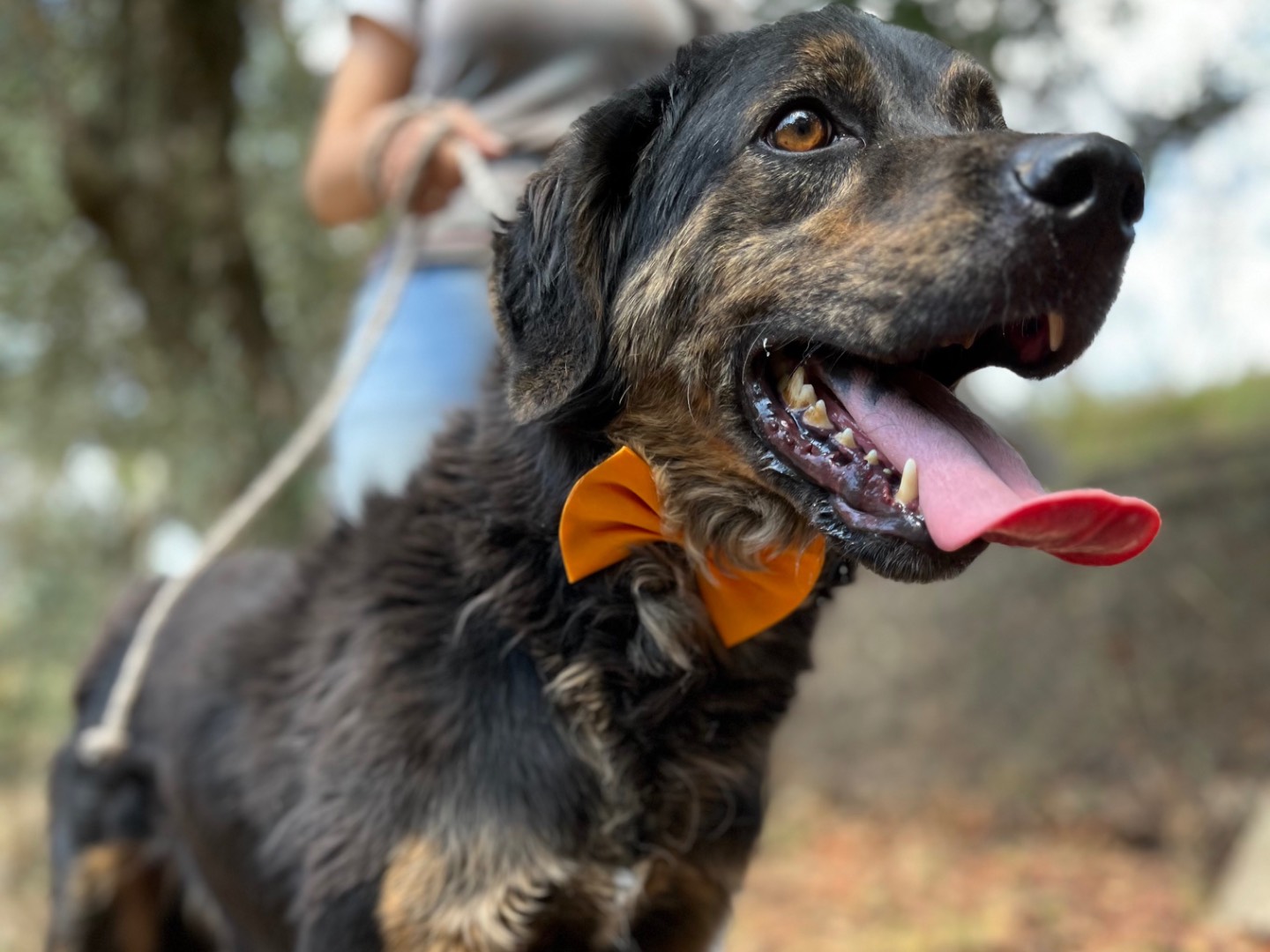 Vuoi adottare un cane a Latina?
