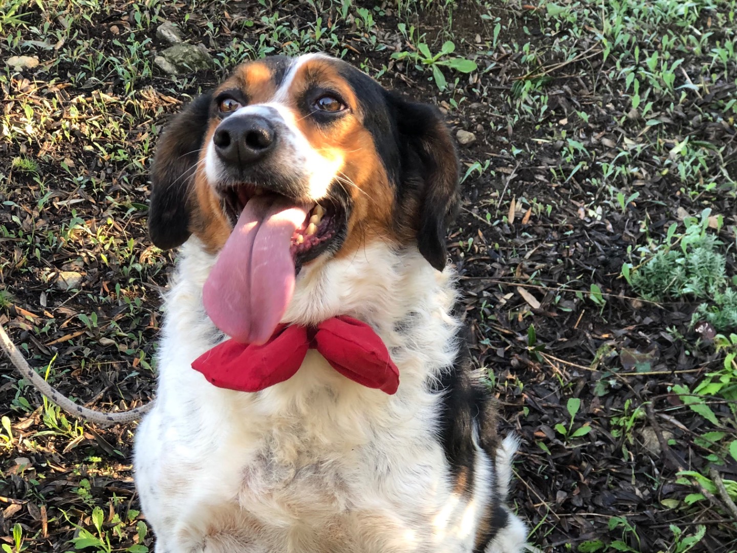 Adotta un cane, maschio, 6 anni e 5 mesi, Latina