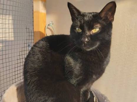 Adozione gatto, maschio, Razza sconosciuta Razza sconosciuta, 3 anni e 2 mesi, taglia non valida, Torino