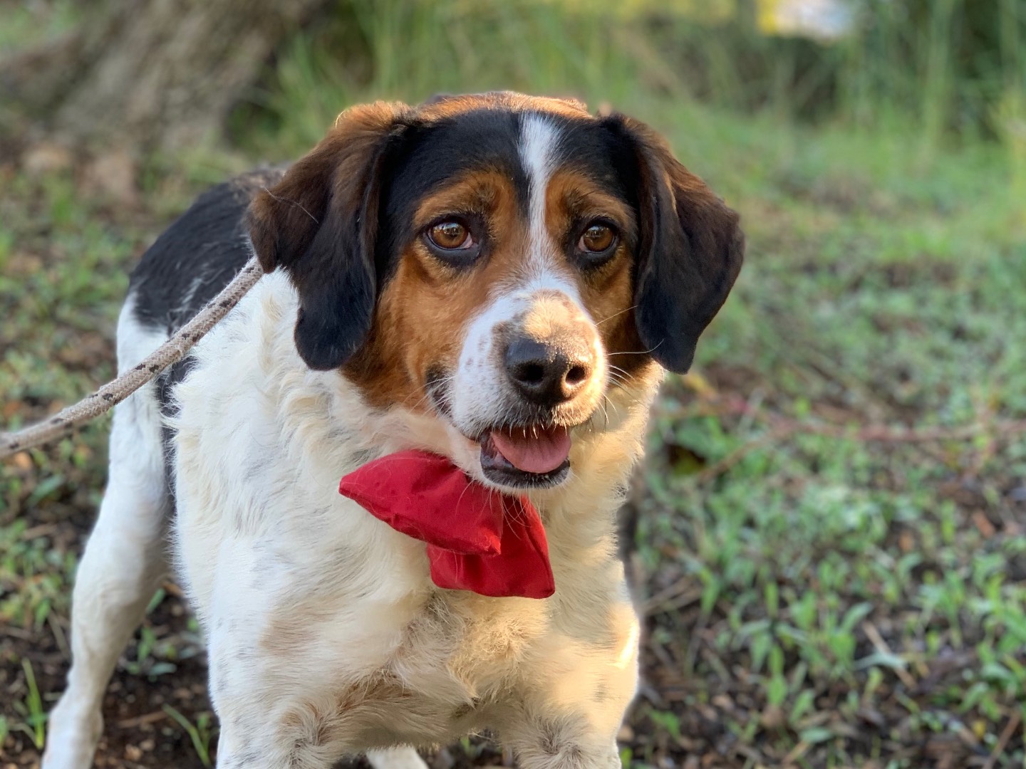 Adozione cane, maschio, Razza sconosciuta Razza sconosciuta, 6 anni e 5 mesi, taglia media, Latina