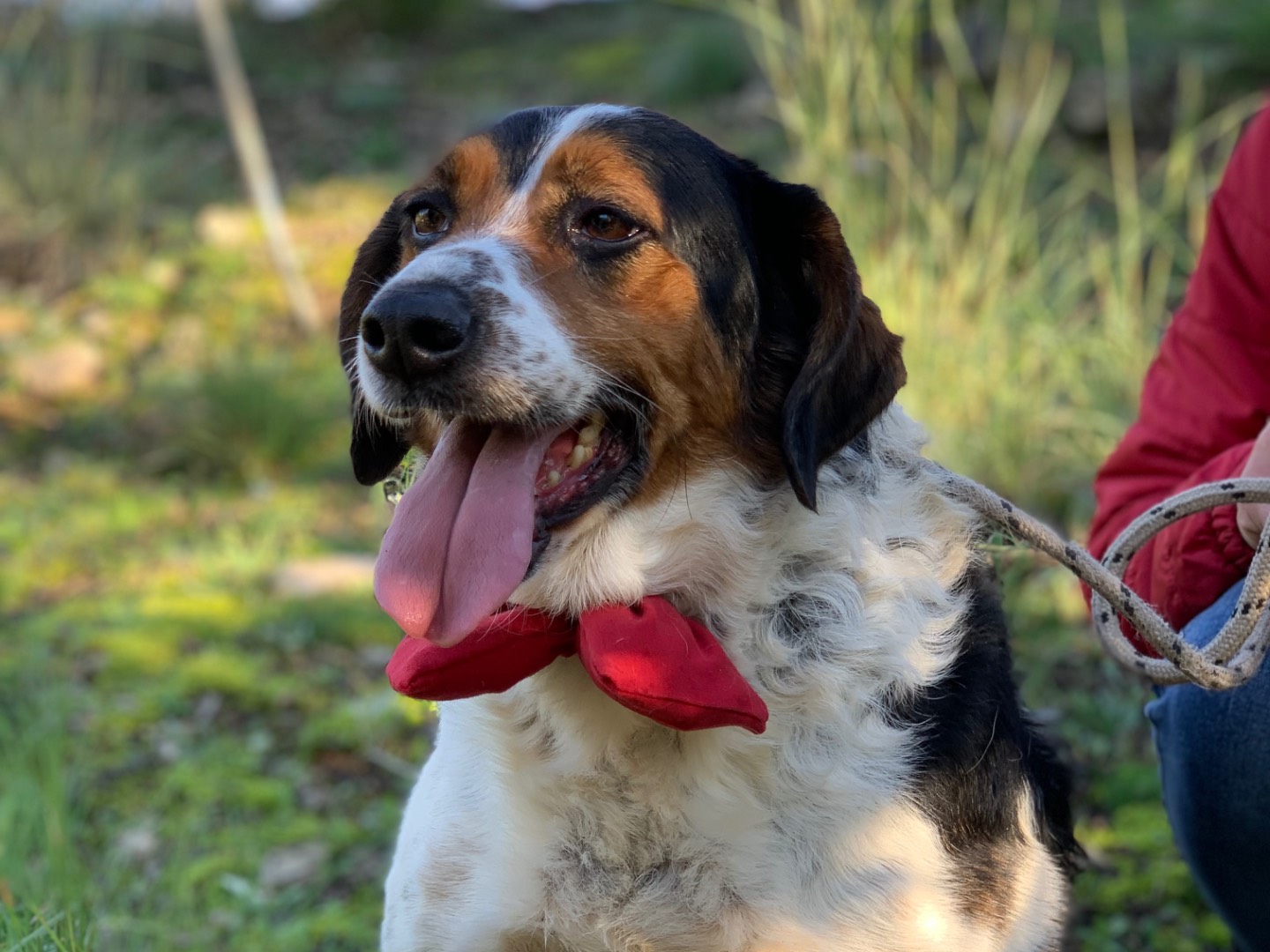 Vuoi adottare un cane a Latina?