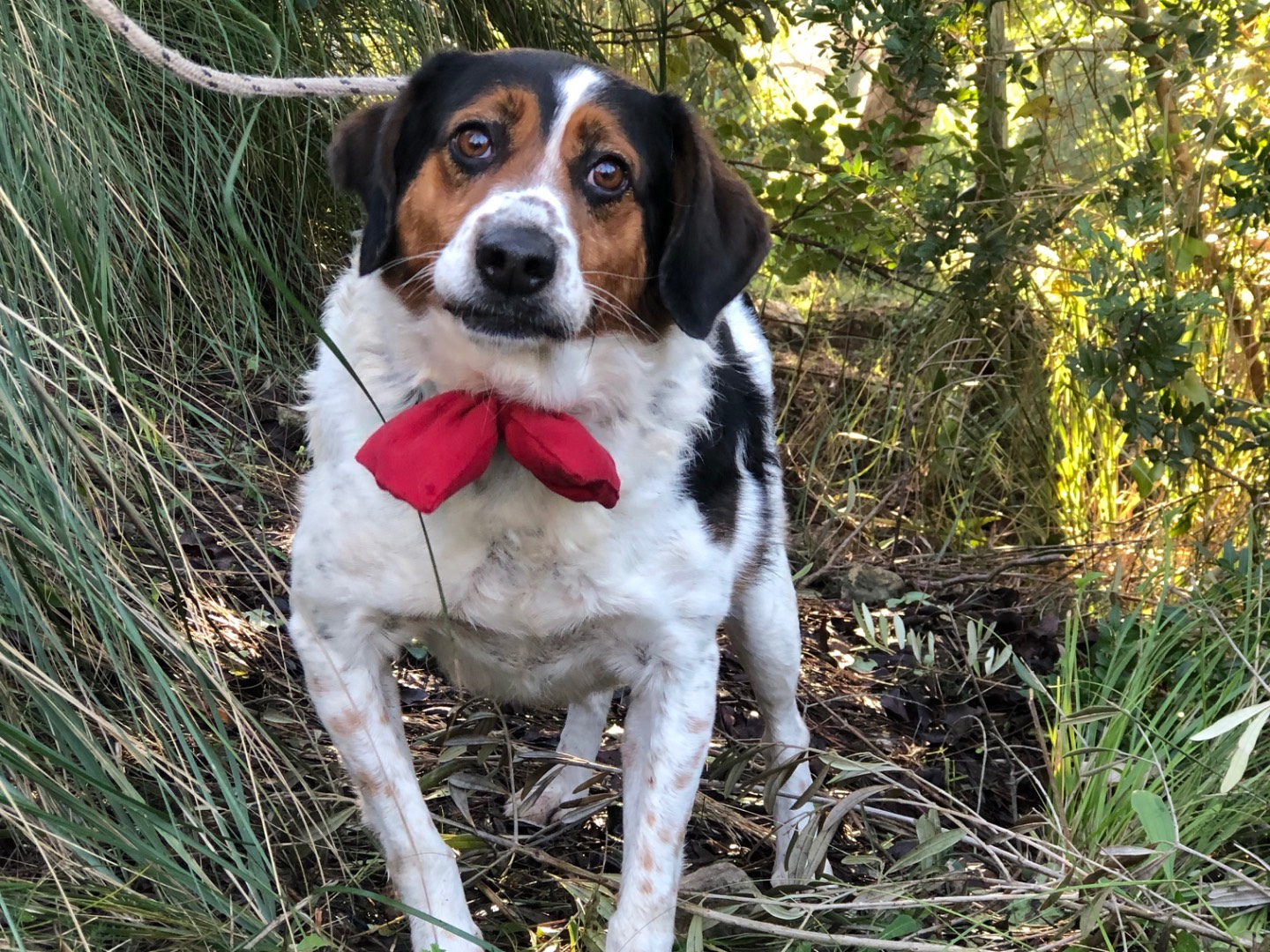 Adotta il cane Oscaretto a Latina