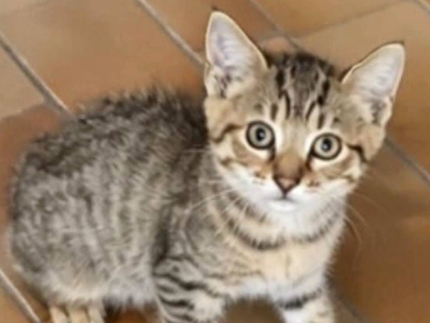 Adozione gatto, maschio, Razza sconosciuta Razza sconosciuta, 2 mesi, taglia non valida, Campobasso