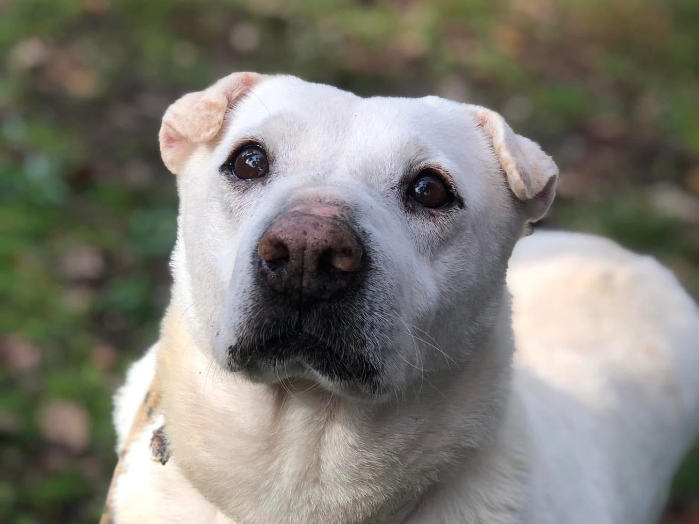 Adozione cane, femmina, Razza sconosciuta Razza sconosciuta, 6 anni e 11 mesi, taglia media, Latina