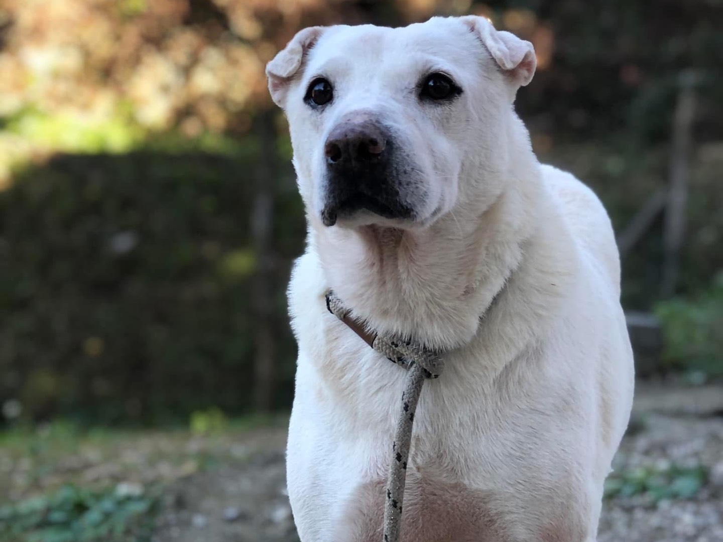 Adotta un cane, femmina, 6 anni e 11 mesi, Latina